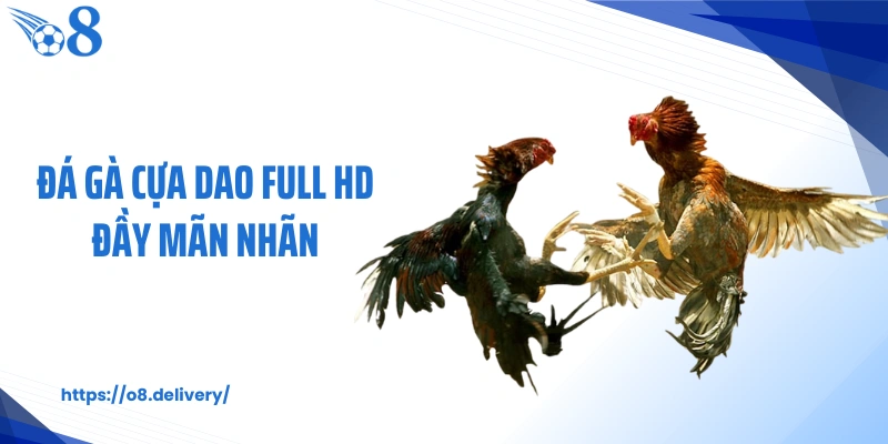 Đá gà cựa dao full HD đầy mãn nhãn